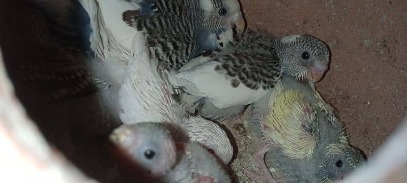 Budgies breeder pair with chicks and eggs 11