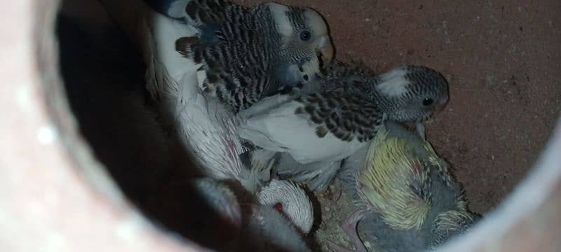 Budgies breeder pair with chicks and eggs 12