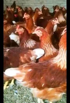 Loman brown Hen's available 0329 7498980