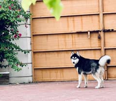 mated husky female for sale