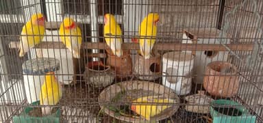 Birds For Sale