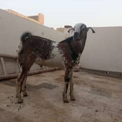 Breader Bakra for sale