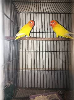 Love bird