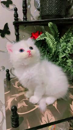 Persian kitten looking for new home