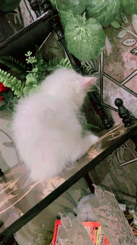 Persian kitten looking for new home 2