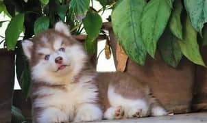 SIBERIAN HUSKY PUPPIES