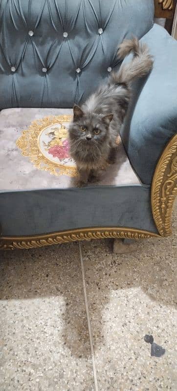 Black & Gray  male cat for sale 1