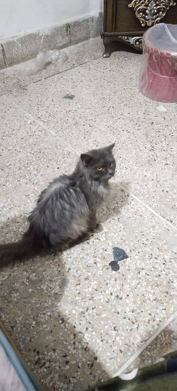 Black & Gray  male cat for sale 2