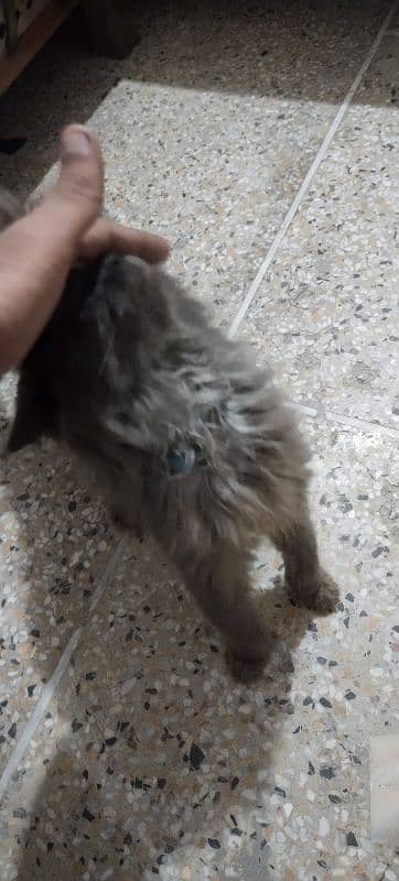 Black & Gray  male cat for sale 4