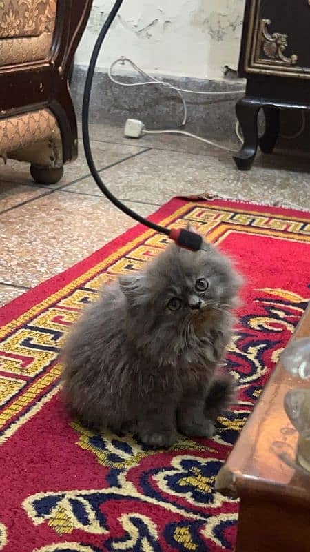 Persian cat | Persian kitten | triple coat |kitten for sale 1