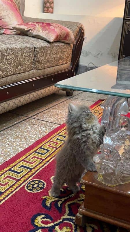 Persian cat | Persian kitten | triple coat |kitten for sale 2