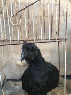 Hen for sale