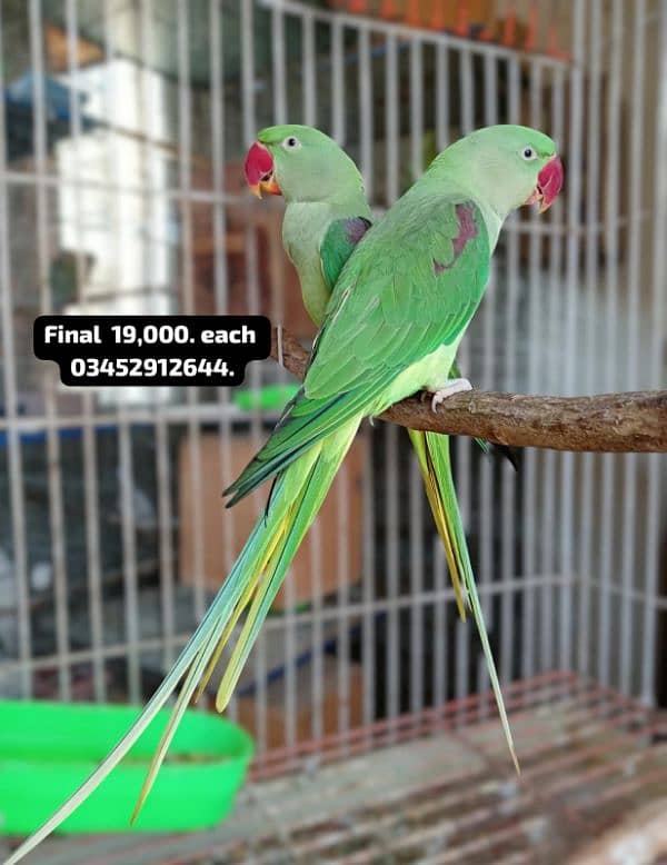 Pahari Raw Female Parrot Adult Breeding Alexander Alexandrian 0