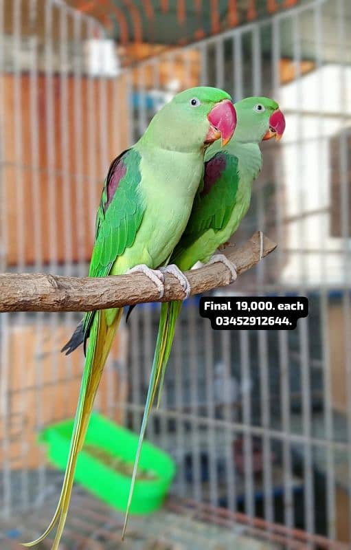 Pahari Raw Female Parrot Adult Breeding Alexander Alexandrian 1