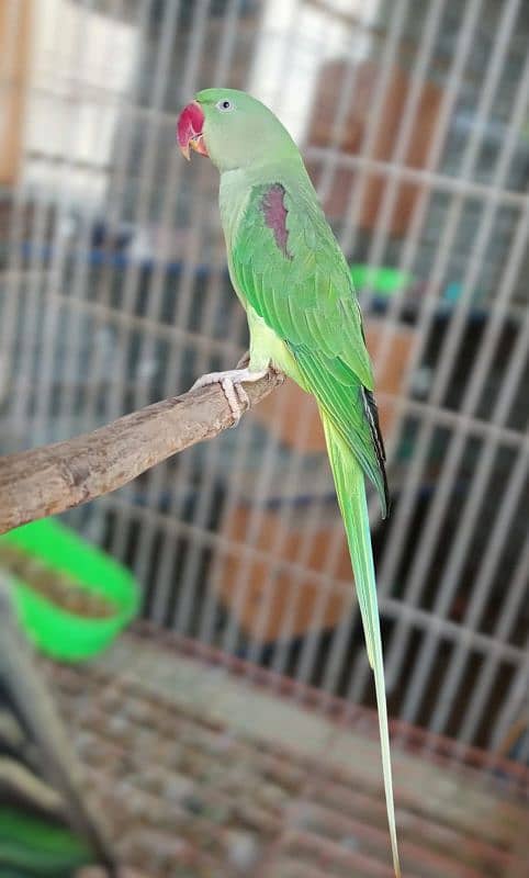 Pahari Raw Female Parrot Adult Breeding Alexander Alexandrian 2