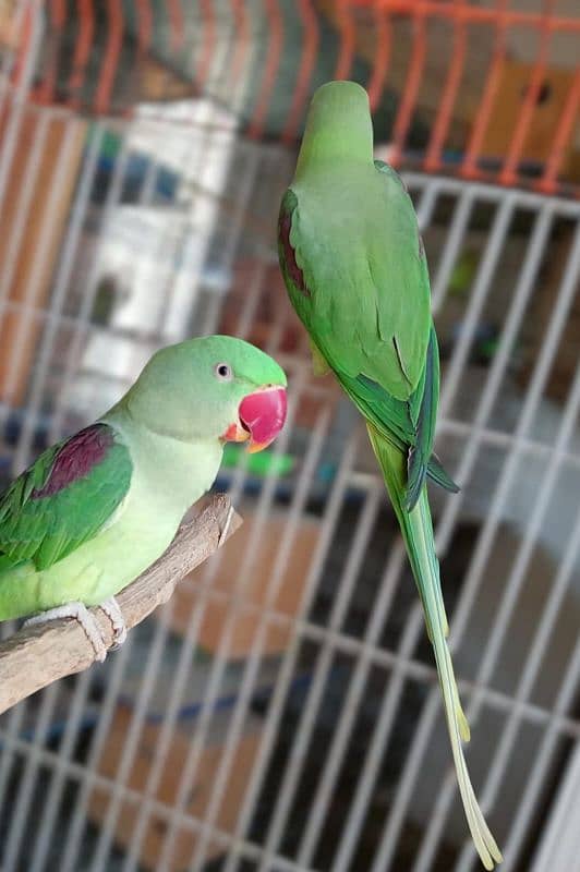 Pahari Raw Female Parrot Adult Breeding Alexander Alexandrian 3