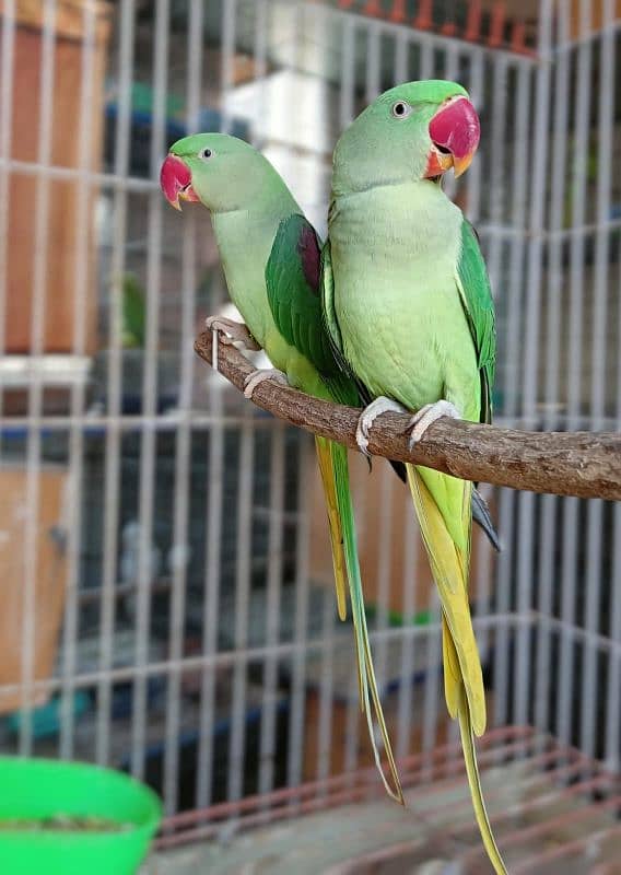 Pahari Raw Female Parrot Adult Breeding Alexander Alexandrian 4