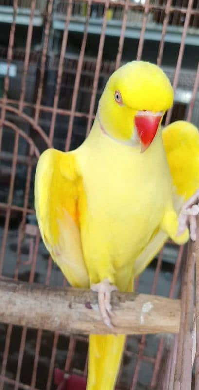 Yellow Ringneck Male Parrot Vip Talking Adult Breeding Lutino 0