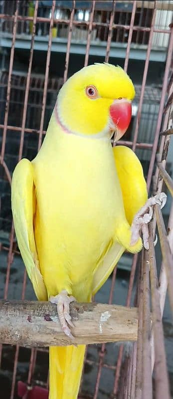 Yellow Ringneck Male Parrot Vip Talking Adult Breeding Lutino 1