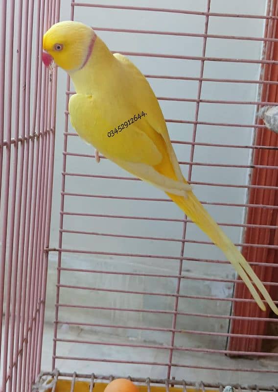 Yellow Ringneck Male Parrot Vip Talking Adult Breeding Lutino 2