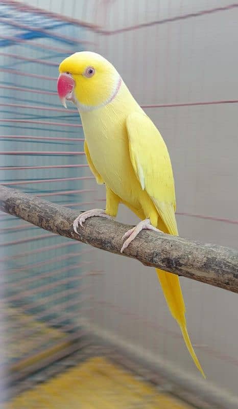 Yellow Ringneck Male Parrot Vip Talking Adult Breeding Lutino 3