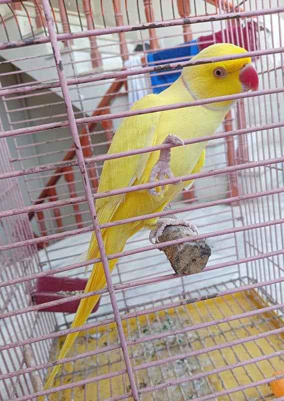 Yellow Ringneck Male Parrot Vip Talking Adult Breeding Lutino 4