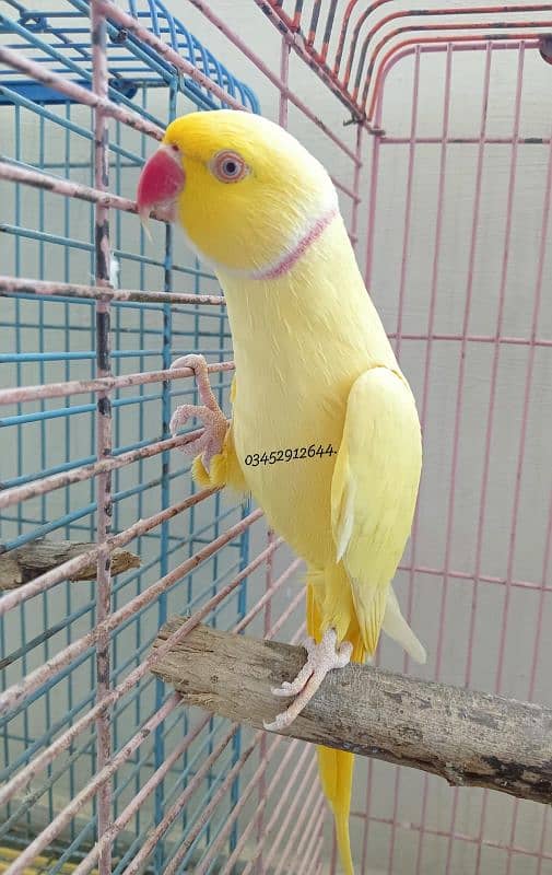 Yellow Ringneck Male Parrot Vip Talking Adult Breeding Lutino 5