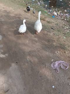 white long neck Ducks