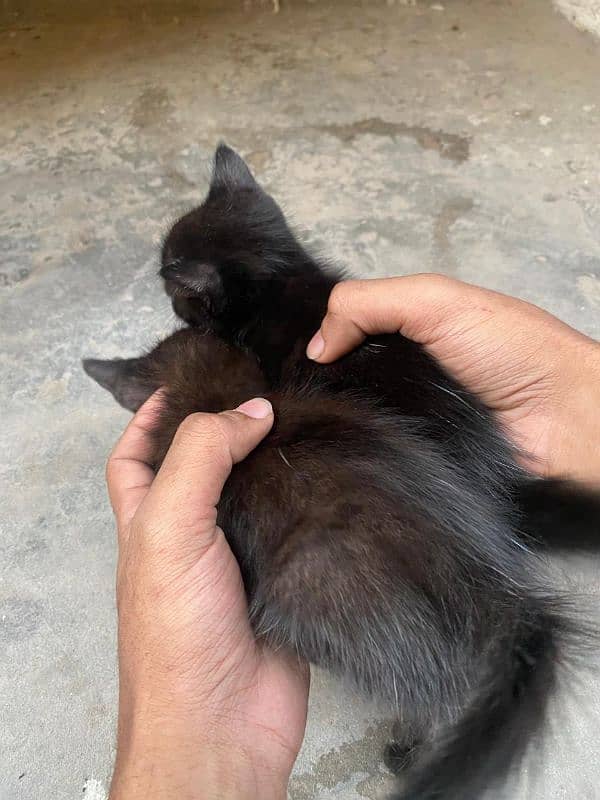 Turkish angora cat 3