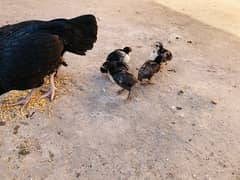 Aseel hen with chicks