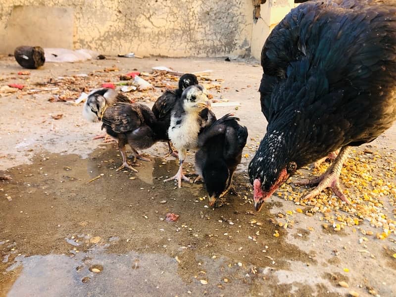 Aseel hen with chicks 2