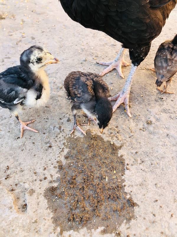 Aseel hen with chicks 4