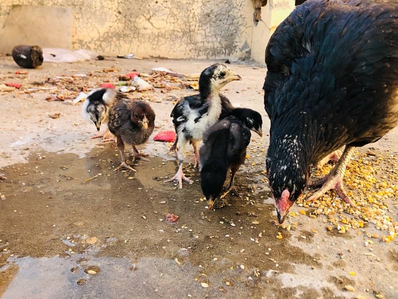 Aseel hen with chicks 6