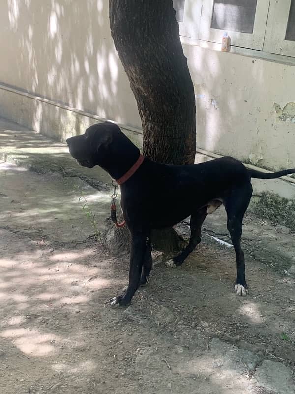 GREAT DANE MALE 0