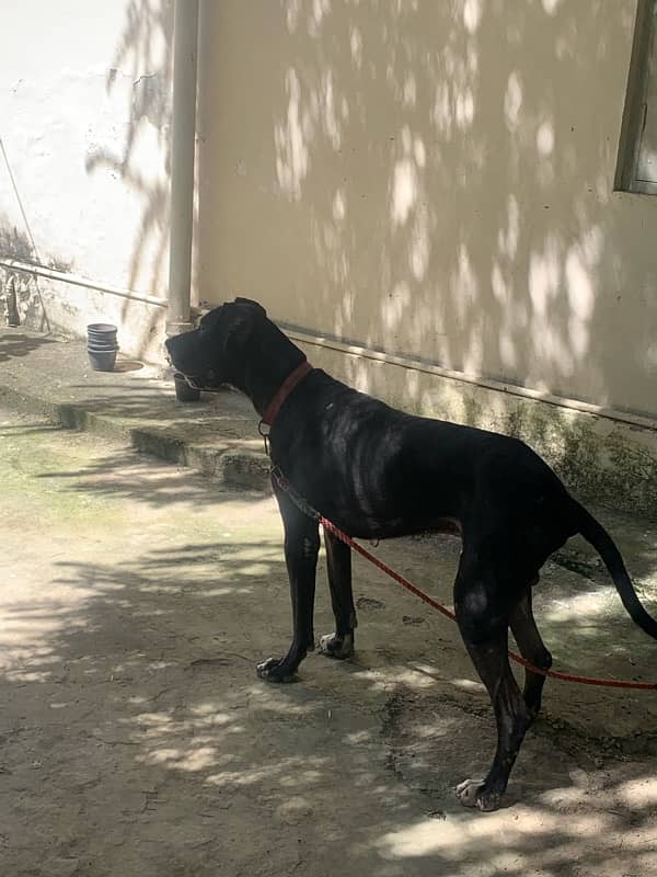 GREAT DANE MALE 1