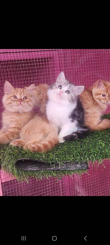 Persian kittens/ male / female / triple coated / kittens  for sale 0