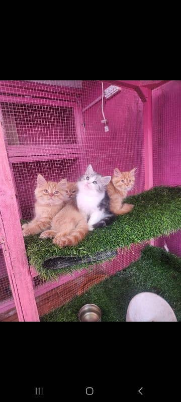 Persian kittens/ male / female / triple coated / kittens  for sale 1