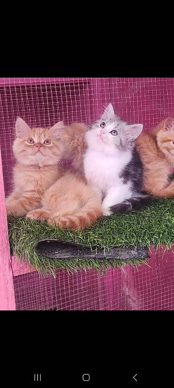 Persian kittens/ male / female / triple coated / kittens  for sale 2