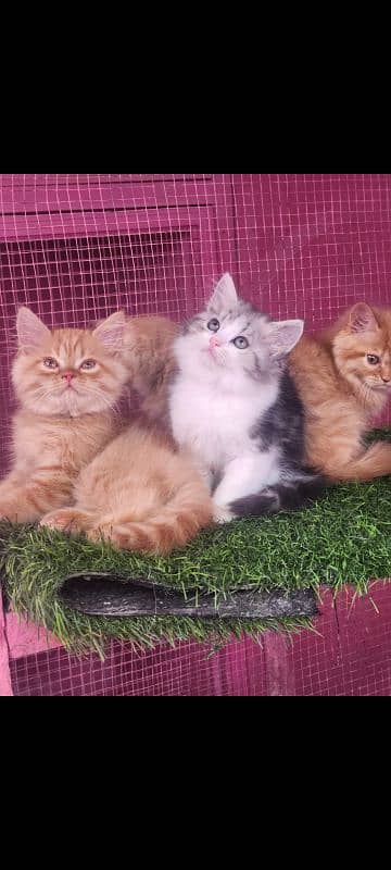 Persian kittens/ male / female / triple coated / kittens  for sale 3