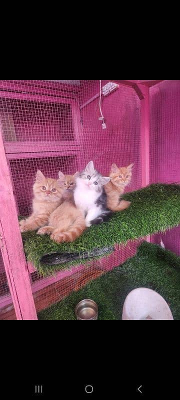 Persian kittens/ male / female / triple coated / kittens  for sale 4