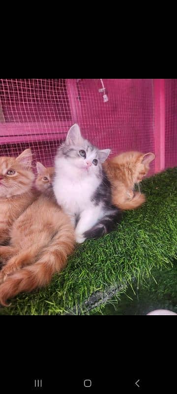 Persian kittens/ male / female / triple coated / kittens  for sale 5