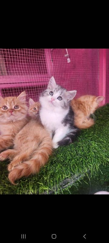 Persian kittens/ male / female / triple coated / kittens  for sale 6