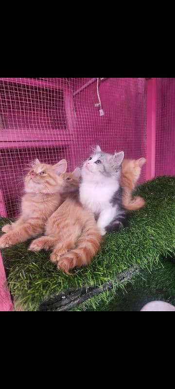 Persian kittens/ male / female / triple coated / kittens  for sale 7