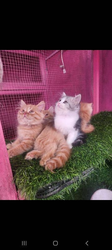 Persian kittens/ male / female / triple coated / kittens  for sale 8