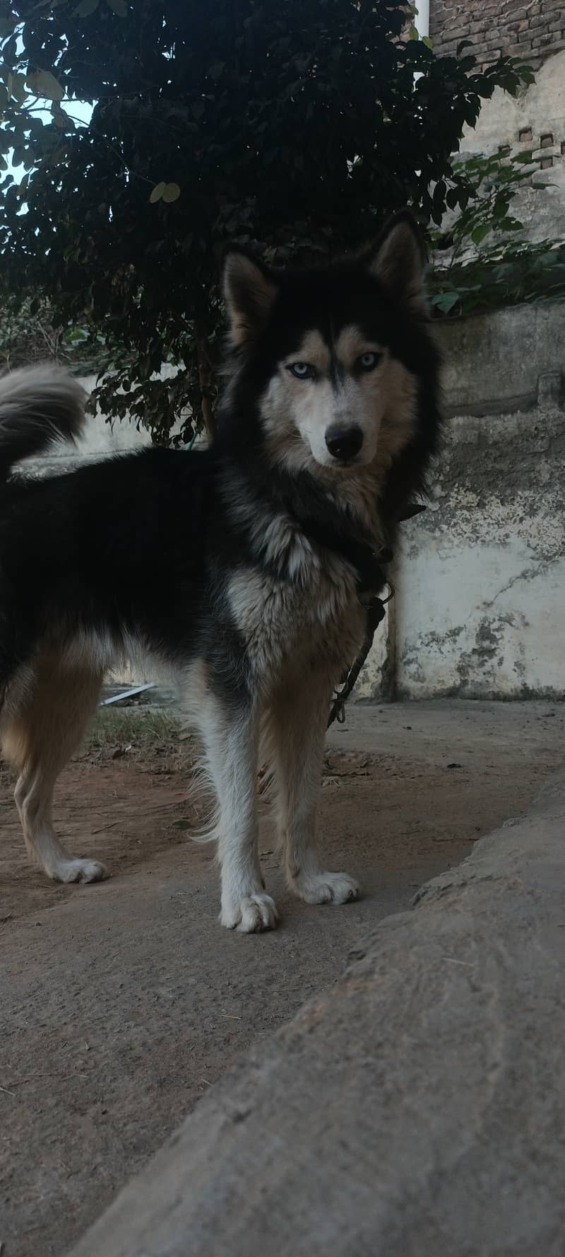 German Shepherd/ Husky Dog for Sale 3