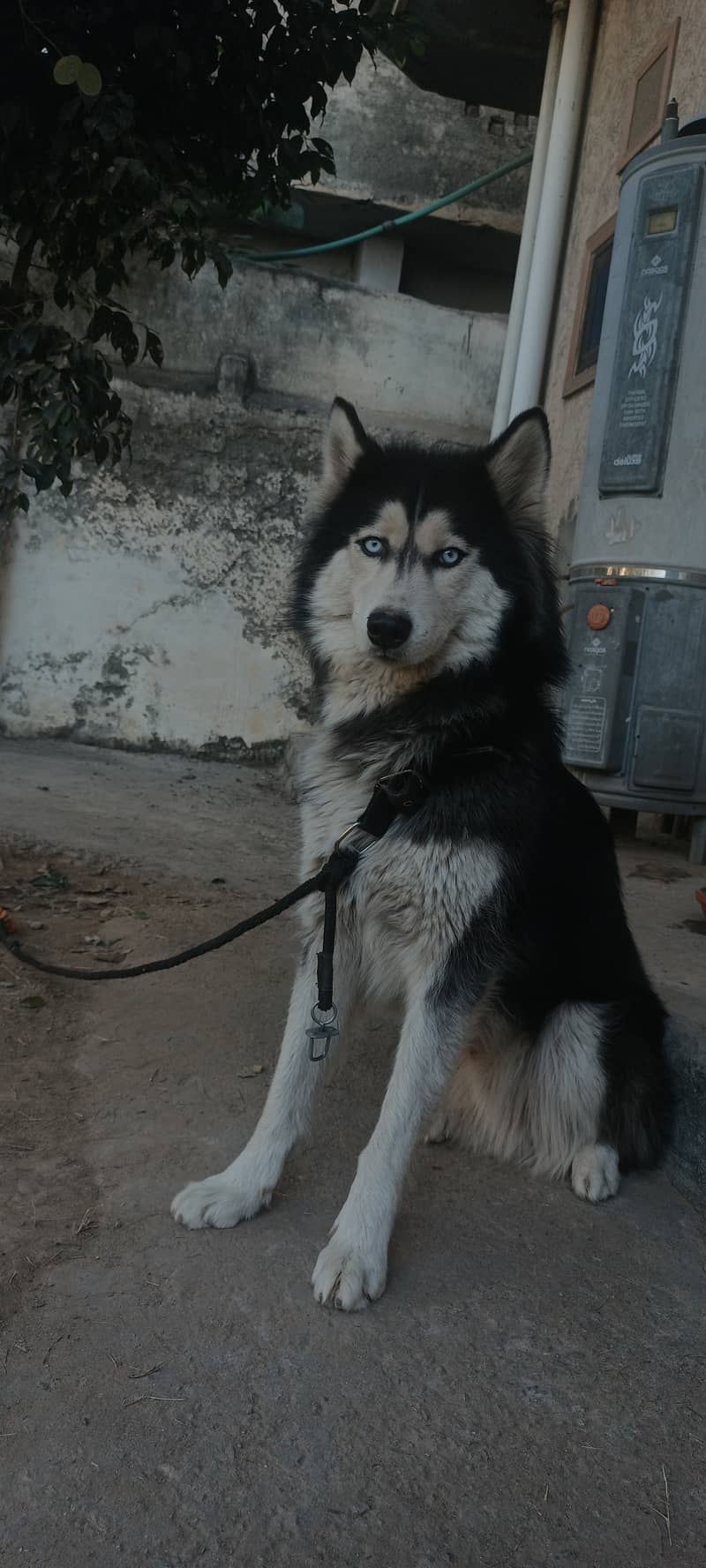 German Shepherd/ Husky Dog for Sale 4