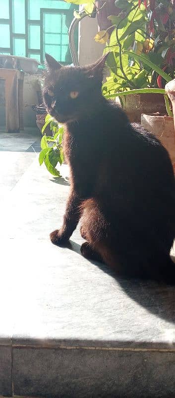 FEMALE SEMI PERSIAN BLACK CAT 0