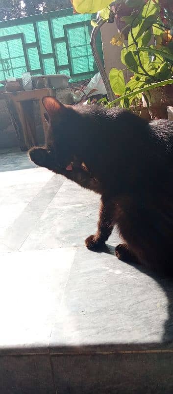 FEMALE SEMI PERSIAN BLACK CAT 1