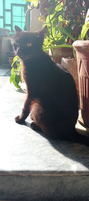 FEMALE SEMI PERSIAN BLACK CAT 2