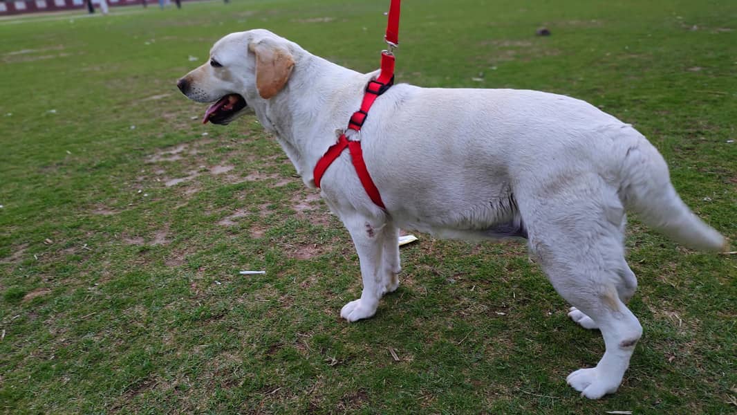 Labrador pair for sale 2